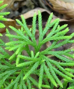 15 Fan Clubmoss Bare Roots - Lycopodium Complanatum Evergreen Ground Cover - Image 7