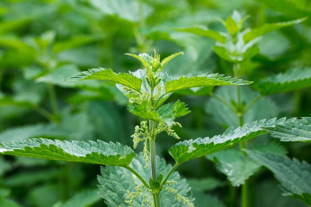 15 Stinging Nettle Bare Root Plants - Organic Urtica dioica Transplants - Image 1