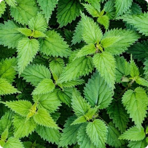 15 Stinging Nettle Bare Root Plants - Organic Urtica dioica Transplants - Image 4