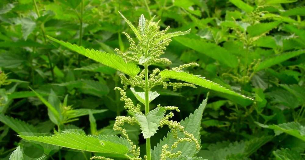 15 Stinging Nettle Bare Root Plants - Organic Urtica dioica Transplants - Image 5