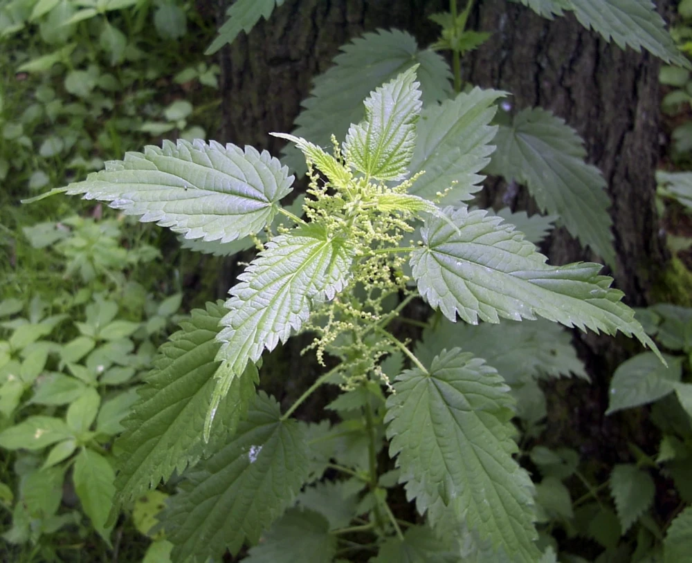 15 Stinging Nettle Bare Root Plants - Organic Urtica dioica Transplants - Image 6