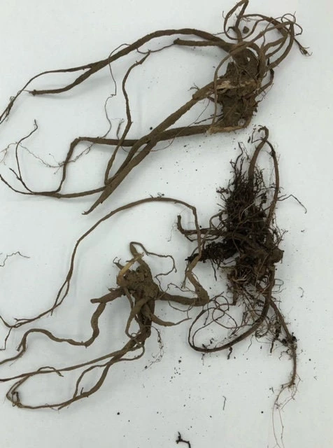 15 Stinging Nettle Bare Root Plants - Organic Urtica dioica Transplants - Image 7