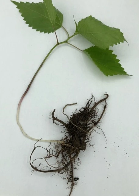 15 Stinging Nettle Bare Root Plants - Organic Urtica dioica Transplants - Image 8