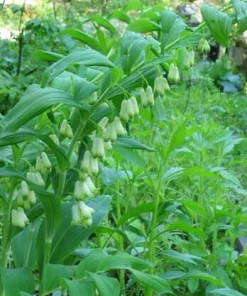 15 True Solomon's Seal Plants Bare Root - Polygonatum Biflorum Wildflower - Image 7