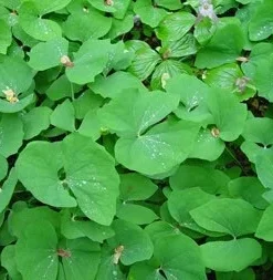 15 Twinleaf Jeffersonia Diphylla Bare Root Plants - Organic Wildflower - Image 2