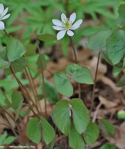 15 Twinleaf Jeffersonia Diphylla Bare Root Plants - Organic Wildflower - Image 3