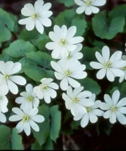 15 Twinleaf Jeffersonia Diphylla Bare Root Plants - Organic Wildflower - Image 9
