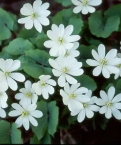 15 Twinleaf Jeffersonia Diphylla Bare Root Plants - Organic Wildflower - Image 1