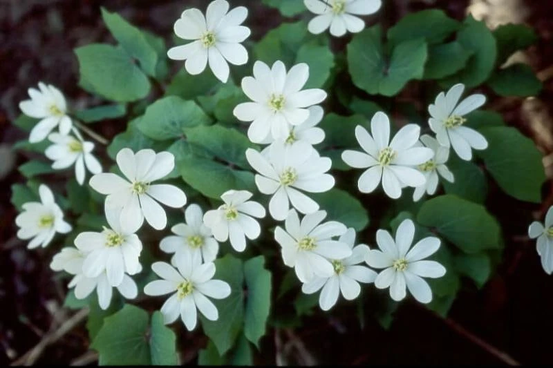 15 Twinleaf Jeffersonia Diphylla Bare Root Plants - Organic Wildflower - Image 1