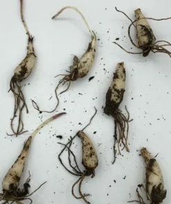 15 Wild Ramps Bulbs – Allium tricoccum Bare Root Wild Leeks – Edible Native Wildflower - Image 2