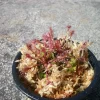 2 Drosera Intermedia Sundew Carnivorous Live Plants - Thread Leaf Sundew - Image 1