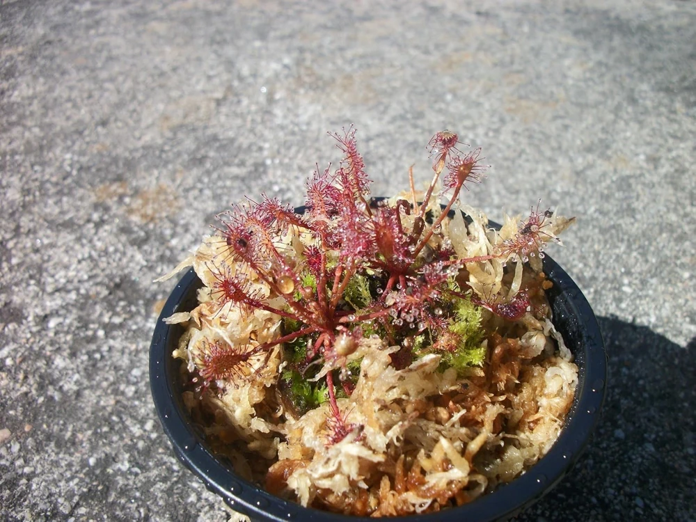 2 Drosera Intermedia Sundew Carnivorous Live Plants - Thread Leaf Sundew - Image 1