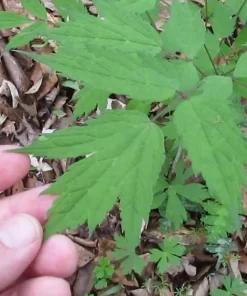 20 Black Cohosh Bare Root Plants - Actaea Racemosa Wildflower Native Transplant - Image 6