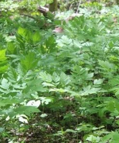 20 Black Cohosh Bare Root Plants - Actaea Racemosa Wildflower Native Transplant - Image 7