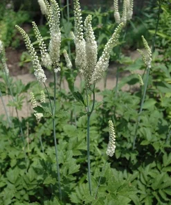 20 Black Cohosh Bare Root Plants - Actaea Racemosa Wildflower Native Transplant - Image 1