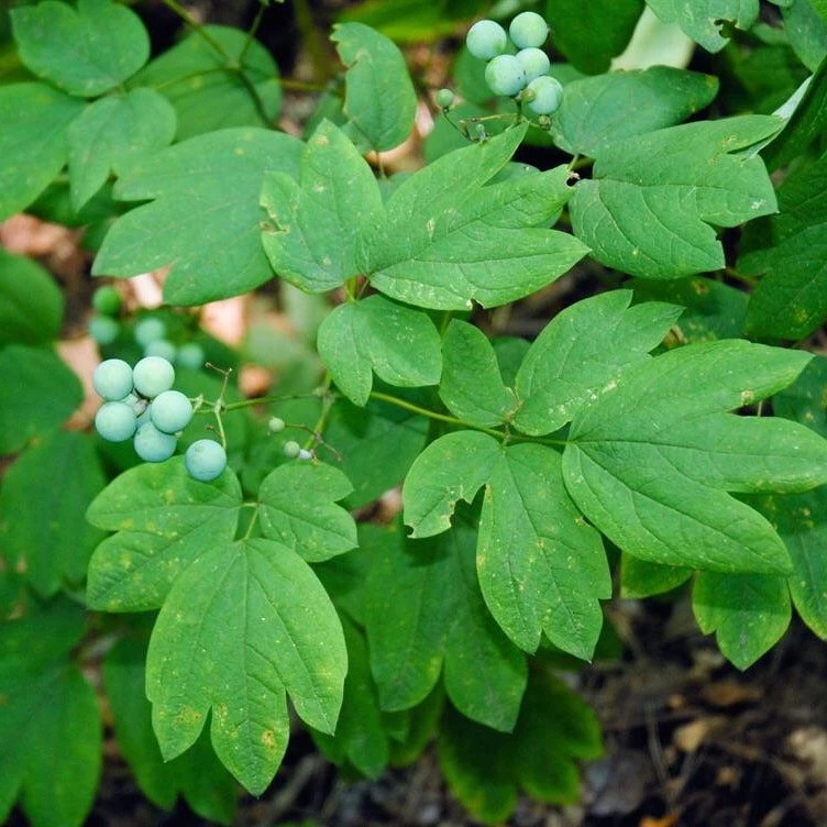 20 Blue Cohosh Bare Root Plants - Caulophyllum Thalictroides Native Perennial - Image 1
