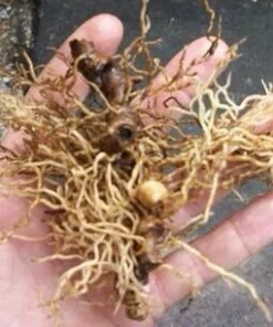 20 Blue Cohosh Bare Root Plants - Caulophyllum Thalictroides Native Perennial - Image 5