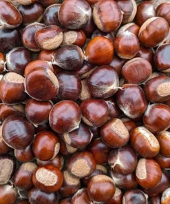20 Chinese Chestnut Seeds - Blight Resistant Castanea Mollissima for Planting - Image 2