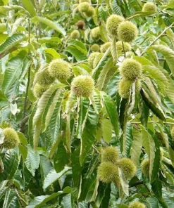 20 Chinese Chestnut Seeds - Blight Resistant Castanea Mollissima for Planting - Image 5