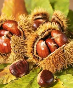20 Chinese Chestnut Seeds - Blight Resistant Castanea Mollissima for Planting - Image 6