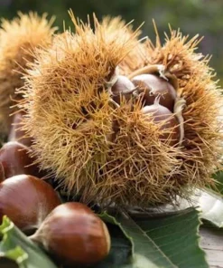 20 Chinese Chestnut Seeds - Blight Resistant Castanea Mollissima for Planting - Image 1