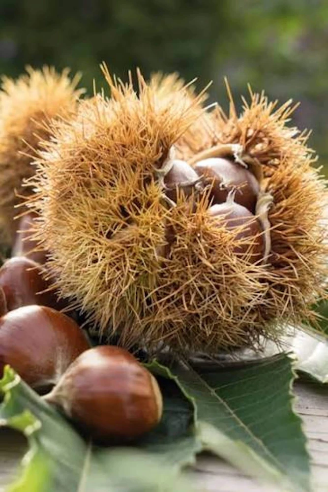 20 Chinese Chestnut Seeds - Blight Resistant Castanea Mollissima for Planting - Image 1