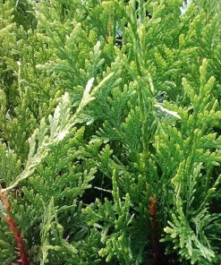 20 Emerald Green Arborvitae Tree Starter Plants - Bare Root Evergreen - Image 2