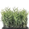 20 Emerald Green Arborvitae Tree Starter Plants - Bare Root Evergreen - Image 1