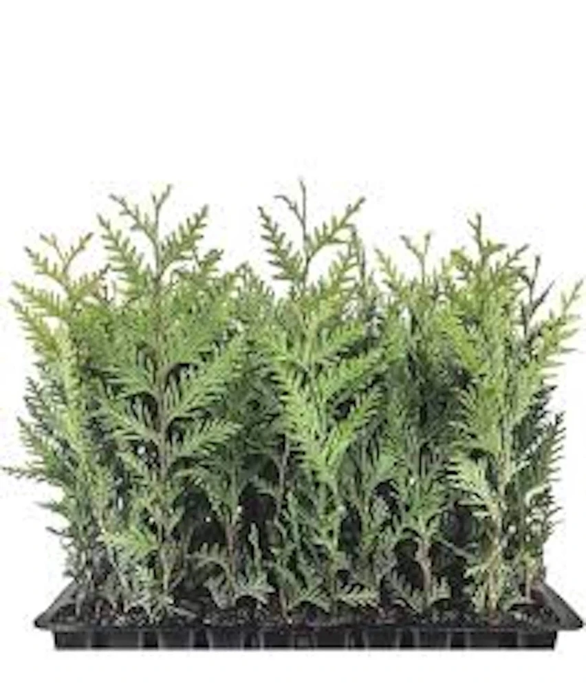 20 Emerald Green Arborvitae Tree Starter Plants - Bare Root Evergreen - Image 1