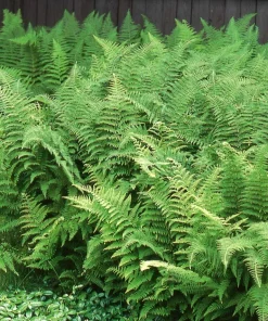 20 Hay Scented Fern Bare Roots - Dennstaedtia punctilobula Perennial for Shade - Image 5