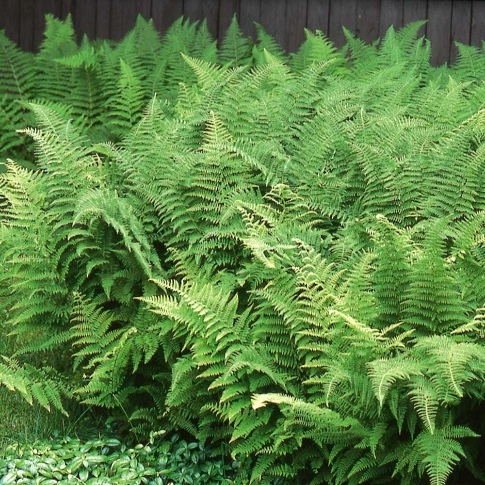 20 Hay Scented Fern Bare Roots - Dennstaedtia punctilobula Perennial for Shade - Image 5