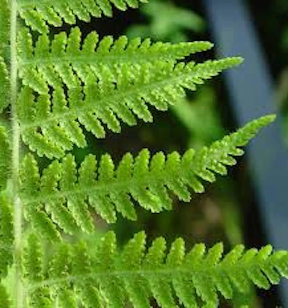 20 Hay Scented Fern Bare Roots - Dennstaedtia punctilobula Perennial for Shade - Image 6