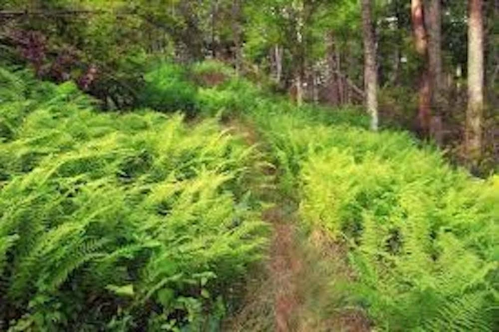 20 Hay Scented Fern Bare Roots - Dennstaedtia punctilobula Perennial for Shade - Image 7