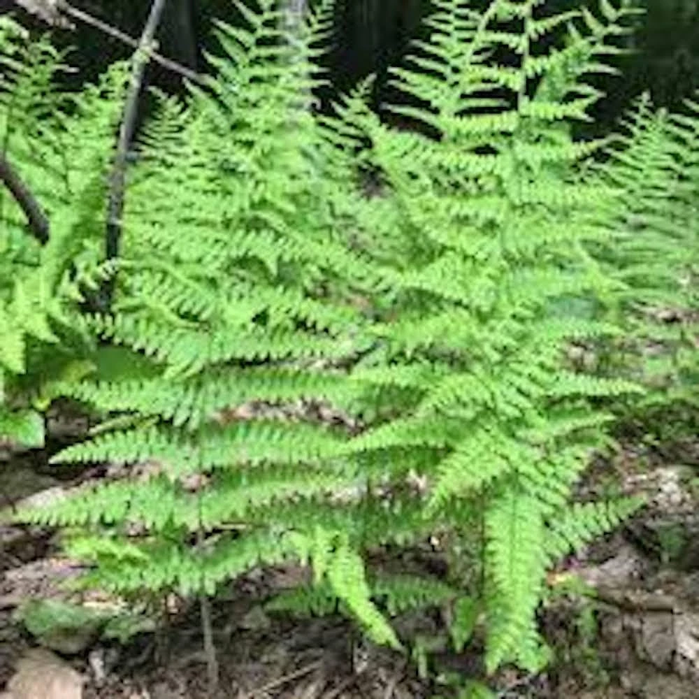 20 Hay Scented Fern Bare Roots - Dennstaedtia punctilobula Perennial for Shade - Image 8