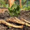 20 Horseradish Plant Bare Roots - Armoracia rusticana - Hardy Perennial - Image 1
