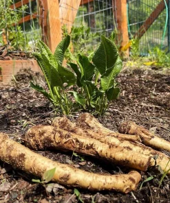 20 Horseradish Plant Bare Roots - Armoracia rusticana - Hardy Perennial - Image 1