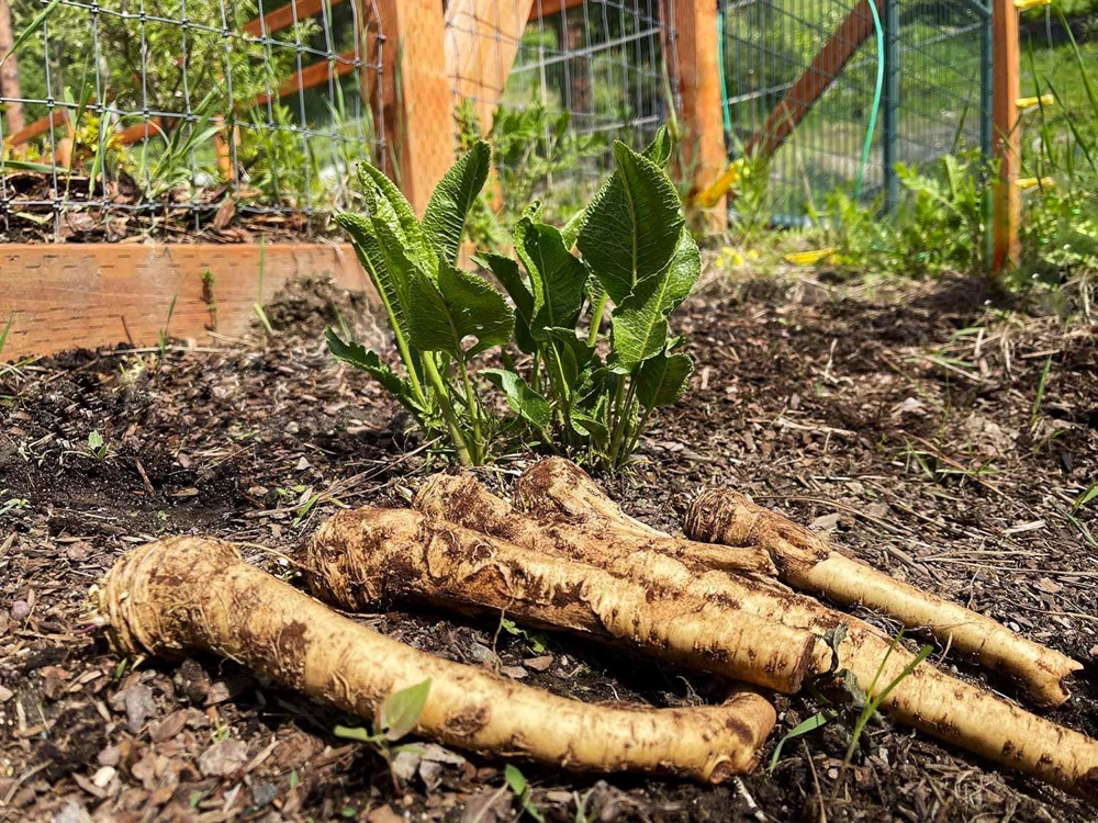 20 Horseradish Plant Bare Roots - Armoracia rusticana - Hardy Perennial - Image 1