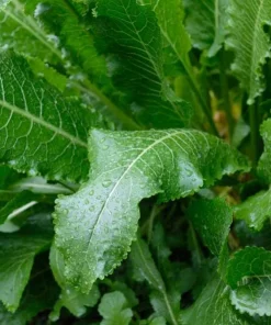 20 Horseradish Plant Bare Roots - Armoracia rusticana - Hardy Perennial - Image 3