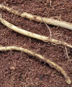 20 Horseradish Plant Bare Roots - Armoracia rusticana - Hardy Perennial - Image 8