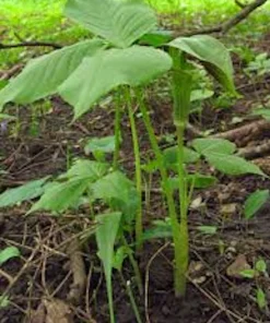 20 Jack In The Pulpit Bare Root Plants - Organic Arisaema Triphyllum for Shade Gardens - Image 2