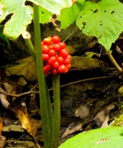 20 Jack In The Pulpit Bare Root Plants - Organic Arisaema Triphyllum for Shade Gardens - Image 5