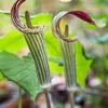 20 Jack In The Pulpit Bare Root Plants - Organic Arisaema Triphyllum for Shade Gardens - Image 1
