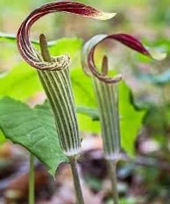 20 Jack In The Pulpit Bare Root Plants - Organic Arisaema Triphyllum for Shade Gardens - Image 1