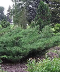 20 Nick's Compact Juniper Shrub Starter Plugs - Evergreen Live Plant - Image 3