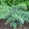 20 Nick's Compact Juniper Shrub Starter Plugs - Evergreen Live Plant - Image 1