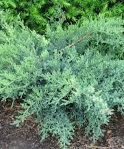 20 Nick's Compact Juniper Shrub Starter Plugs - Evergreen Live Plant - Image 1