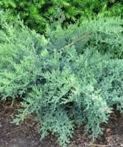20 Nick's Compact Juniper Shrub Starter Plugs - Evergreen Live Plant - Image 5