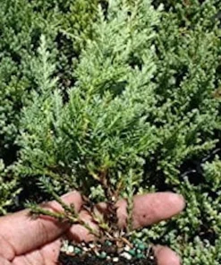 20 Nick's Compact Juniper Shrub Starter Plugs - Evergreen Live Plant - Image 8