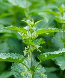 20 Stinging Nettle Bare Roots - Urtica dioica Organic Transplant for Garden - Image 9