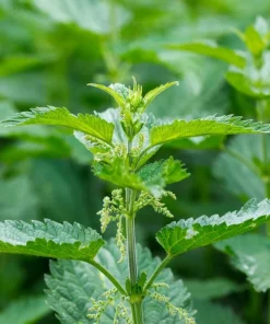 20 Stinging Nettle Bare Roots - Urtica dioica Organic Transplant for Garden - Image 1